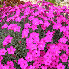 9250143_dianthus_babi_lom_01