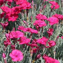 4220149_dianthus_badenia_01