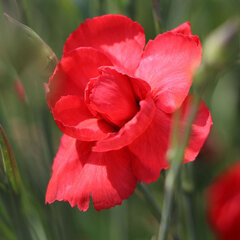 3222798_dianthus_david_01
