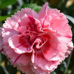 3222615_dianthus_doris_01