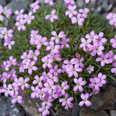 9250153_dianthus_microlepis_01
