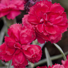 9250155_dianthus_rebekah_01