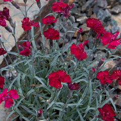 9250152_dianthus_rubin_01