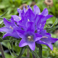 9250172_edraianthus_tenuifolius_01