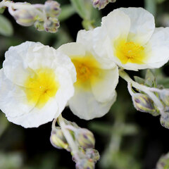 2242054_helianthemum_the_bride_01