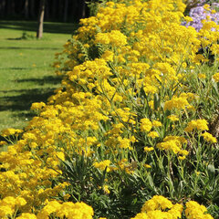 3251921_alyssum_berggold_01
