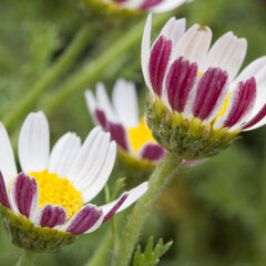 3254170_anacyclus_silberkissen_01