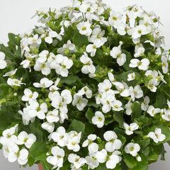 3252604_arabis_aubris_white_01
