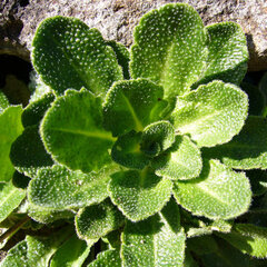 3252602_arabis_blepharophylla_01