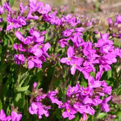 3252602_arabis_blepharophylla_02