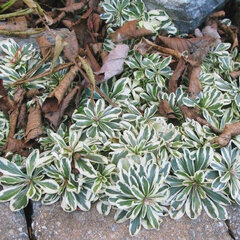 4220037_arabis_ferdinandi-coburgii_variegata_01