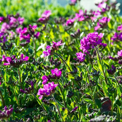 2231068_arabis_fruhlingszauber_01