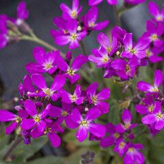 2231068_arabis_fruhlingszauber_02