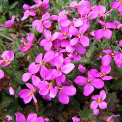 02200589_arabis_little_tr