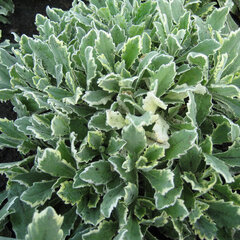 4223492_arabis_caucasica_variegata_01
