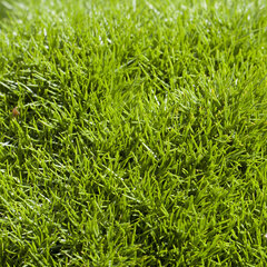 10250039_arenaria_kansuensis_01