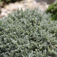 9250055_astragalus_angustifolius_01