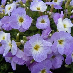 09200469_aubrieta_florado_blue_blush_bicolour_01