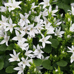 5253446_campanula_e.h_3