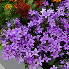 3250083_campanula_portenschlagiana_02