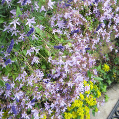 3253447_campanula_poscharskyana_lisduggan_var