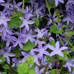9231467_campanula_poscharskyana_02