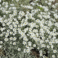 3254384_cerastium_silberteppich_02