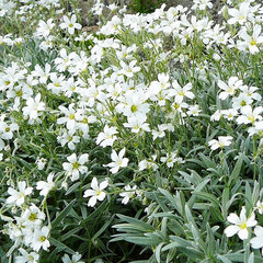 2241162_cerastium_silver_white_01