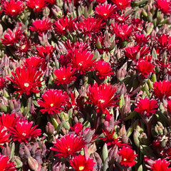 5254649_delosperma_desert_dancer_red_02