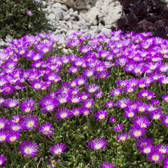 9250125_delosperma_diamantove_doly_01