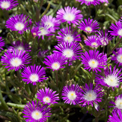 9250116_delosperma_floribundum_starburst_01