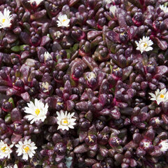 9250120_delosperma_hogan_sani_pass_01