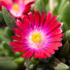 5252473_delosperma_jewel_of_desert_garnet_01
