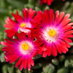 5252473_delosperma_jewel_of_desert_garnet_02