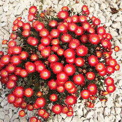 4222474_delosperma_jewel_of_desert_grenade_01
