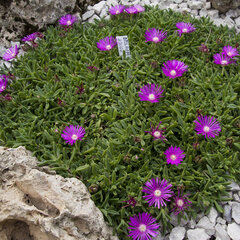 9250121_delosperma_john_proffitt_01