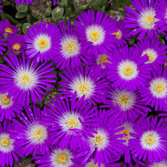 9250123_delosperma_kp_1_01