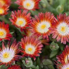 9250506_delosperma_kp_5_01