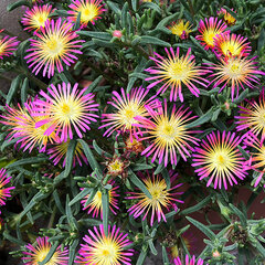 9250117_delosperma_kp_7_01