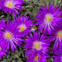 9250129_delosperma_oxbow_01