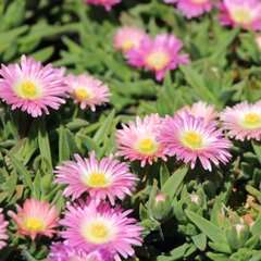 6200138_delosperma_peach_star_01
