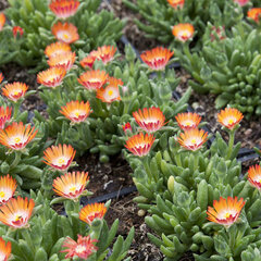 9250130_delosperma_perfect_orange_01