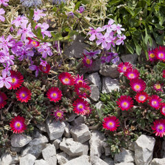 9250131_delosperma_pink_ribbon_01