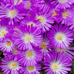 9250133_delosperma_pinkie_01
