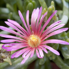 9250811_delosperma_pygmy_01