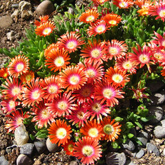 4220114_delosperma_red_mountain_01