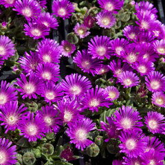9250135_delosperma_safari_01
