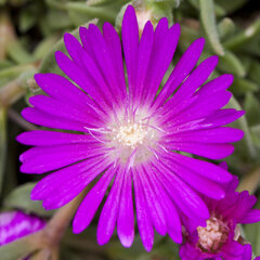 9250136_delosperma_safir_01