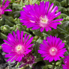 9250137_delosperma_sani_pass_01