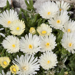 4210110_delosperma_white_nugget_01